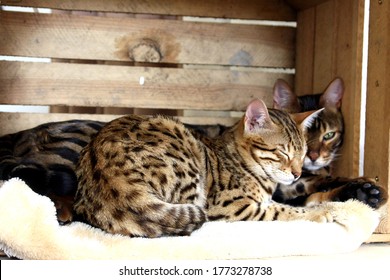 Beautiful bengal cats happily resting and sleeping in cat bed, background