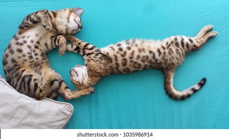 beautiful bengal kittens lying sprawled