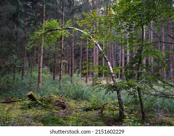 beautiful bent birch tree in an Austrian small town forest, bent tree