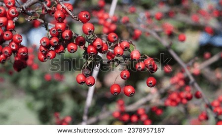 Beautiful berries:  Common hawthorn (Crataegus Monogyna) haws. Red, dark red berries on tree. Fall season