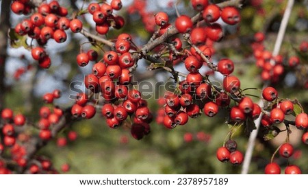 Beautiful berries:  Common hawthorn (Crataegus Monogyna) haws. Red, dark red berries on tree. Fall season