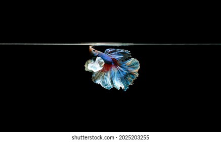 221 Flying Betta Images, Stock Photos & Vectors | Shutterstock