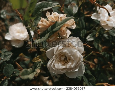beautiful beyaz roses in sunlight, macro shot