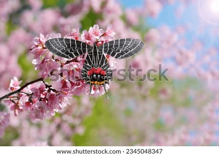 Beautiful Bhutan Glory butterfly on pink flower (Wild Himalayan cherry).