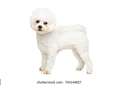 Beautiful Bichon Frisee Dog Stock Photo 743144827 | Shutterstock