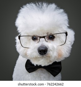 Beautiful Bichon Frisee Dog In Bowtie And Glasses