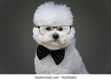 Beautiful Bichon Frisee Dog In Bowtie And Glasses