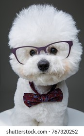 Beautiful Bichon Frisee Dog In Bowtie And Glasses