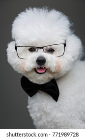 Beautiful Bichon Frisee Dog In Bowtie And Glasses