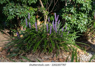 Beautiful Big blue lily turf in the field big blue lilyturf, lilyturf, border grass, and monkey grass.
 - Shutterstock ID 2202207787
