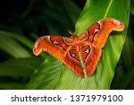 Beautiful big butterfly, Giant Atlas Moth-aka, Attacus atlas in green forest habitat, India. Wildlife from Asia. Big butterfly sitting on the green leave in jungle. Nice moth in dark vegetation.
