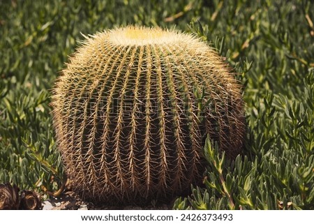 The beautiful big cactus planted in a botanical garden. big round cactus. Cactus in an italian garden