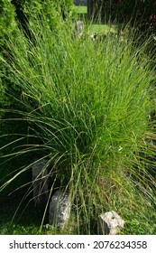 Beautiful And Big Calamagrostis Grass Plant With Bright Green Long Leaves In The Summer Season Karl Foerster Grass