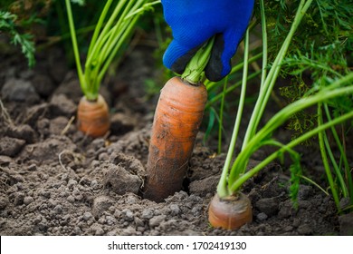 beautiful big carrot growing in the ground. digging young carrots out of the ground. Harvesting carrots on a farm 