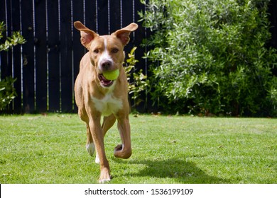 Beautiful big dog running on a stunning sunny day playing with ball