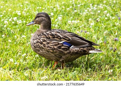 Beautiful Big Duck Walks On Green Flowering Grass