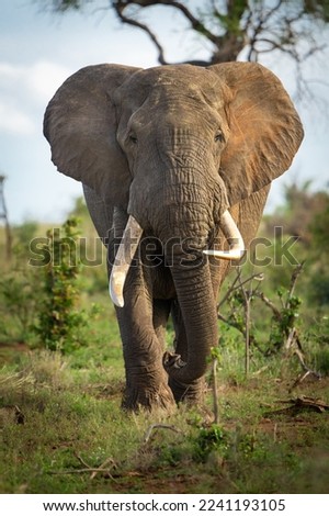 A beautiful big elephant bull walking straight towards the camera in the lush landscape of Kruger National Park. 