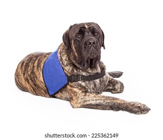 A Beautiful Big English Mastiff With A Brindle Coat Wearing A Blank Blue Vest To Show That He Is A Service Or A Therapy Dog. 