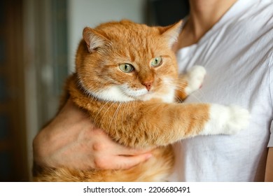 A beautiful big fat ginger cat.The muzzle of an animal with a green eye.Fluffy orange white fur of a pet.A beloved friend on the hand of the owner of the person at home.Excess weight.