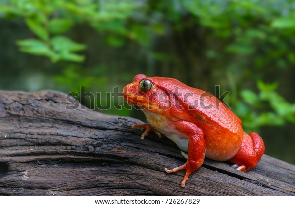 Beautiful big frog with red skin like a tomato,\
female Tomato frog from Madagascar in green natural background,\
selective focus