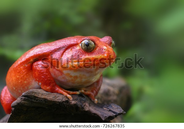 Beautiful big frog with red skin like a tomato,
female Tomato frog from Madagascar in green natural background,
selective focus