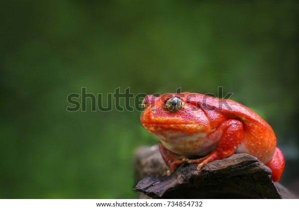 Beautiful big\
frog with red skin like a tomato clutching on brown dry wood,\
female Tomato frog from Madagascar in blurred green natural\
background, Selective focus and copy\
space