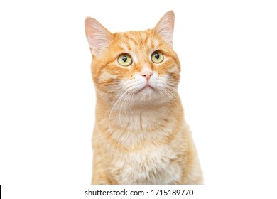 Beautiful, Big Ginger Cat, Isolated On White