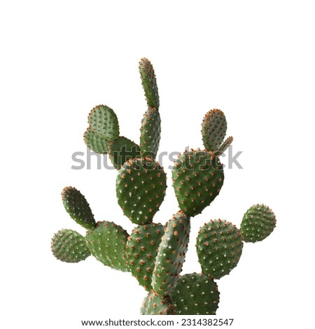 Beautiful big green cactus on white background