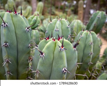 Beautiful big green cactus plant with spines