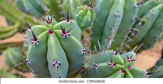 Beautiful big green cactus plant with spines