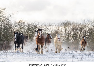 Beautiful Big Group Of Irish Gybsy Cob Horses Foals Running Wild In Snow On Ground Towards Camera Through Cold Deep Snowy Winter Field At Sunset Galloping Shire Horse Leading The Pack 