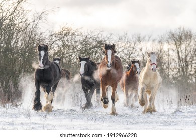 Beautiful Big Group Of Irish Gypsy Cob Horses Foals Running Wild Snow On Ground Towards Camera Cold Deep Snowy Winter Field At Sunset Galloping Shire Horse Foal Leading The Pack Visible Breath Outdoor