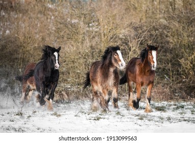 Beautiful Big Group Of Irish Gypsy Cob Horses Foals Running Wild Snow On Ground Towards Camera Through Cold Deep Snowy Winter Field Sunset Galloping Shire Horse Foal Leading The Pack Outdoor Snowing