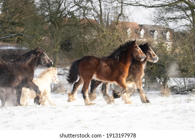 Beautiful Big Group Of Irish Gypsy Cob Horses Foals Running Wild In Snow  Ground Towards Camera Through Cold Deep Snowy Winter Field At Sunset Galloping Shire Horse Leading Pack Visible Breath Vapour