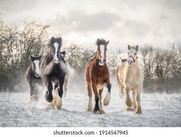 Beautiful big group of young Irish Gybsy cob horses foals running wild in snow on ground towards camera through cold deep snowy winter field sunset galloping christmas shire horse leading the pack 