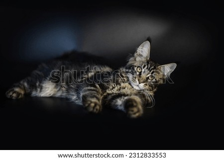 Similar – Image, Stock Photo Siberian Forest Cat Kittens