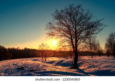 Beautiful big oak trees covered with fresh fluffy snow. Big tree without leaves on a winter sunny morning in Russia. - Shutterstock ID 2230345805