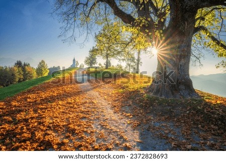 Beautiful big old tree with yellow leaves, trail with red foliage and small church at sunrise in autumn. Morning in Alps in Slovenia. Landscape with trees, meadows and chapel in fall. Nature. Travel
