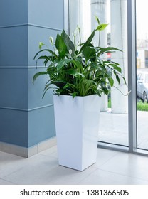 Beautiful Big Peace Lily Flower Plant In White Pot At The Office
