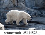 A beautiful and big polar bear stands on rocks. 