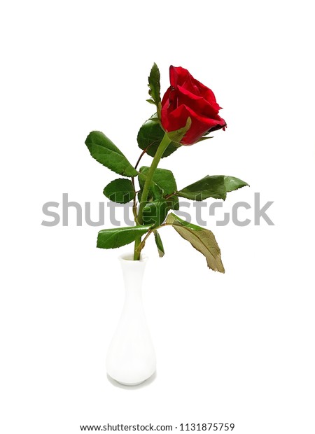 Beautiful Big Roses Flower Vase Isolated Stock Photo Edit Now