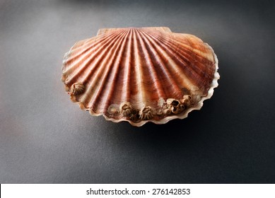 how big are clams