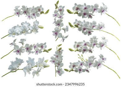 Beautiful big set orchid flower with isolated on white background and natural background.  Bouquet of purple and white.