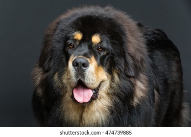 Tibetan dog Images, Stock Photos & Vectors | Shutterstock