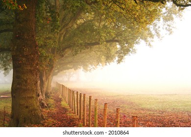 Beautiful big trees in autumn colours by the side of a fence next to an open field on a misty morning. - Powered by Shutterstock