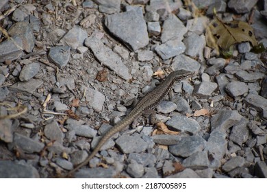 A Beautiful Big Wall Lizard