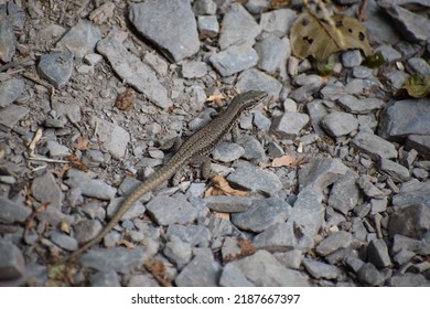 A Beautiful Big Wall Lizard