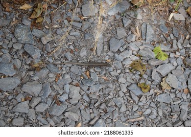 A Beautiful Big Wall Lizard