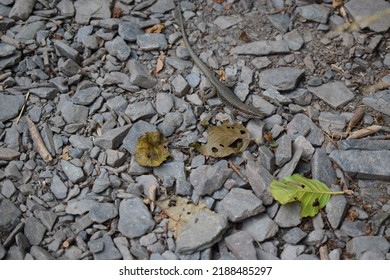 A Beautiful Big Wall Lizard