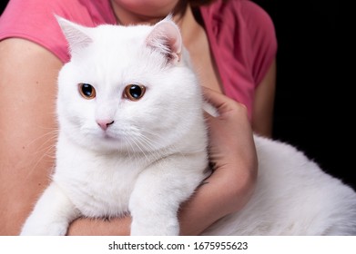 Chat Blanc Images Stock Photos Vectors Shutterstock